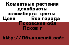 Комнатные растения, декабристы (шлюмберга) цветы › Цена ­ 300 - Все города  »    . Псковская обл.,Псков г.